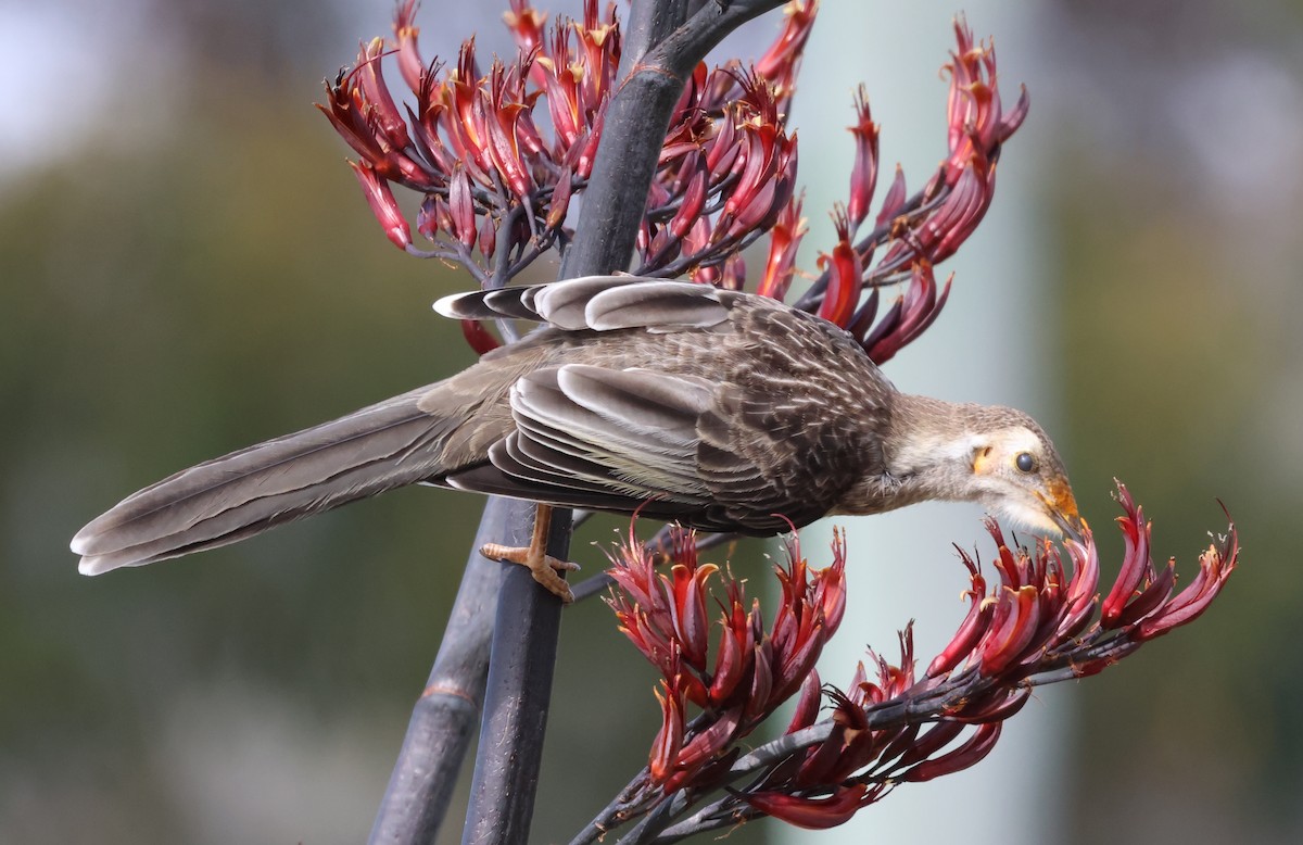 Yellow Wattlebird - ML612656687