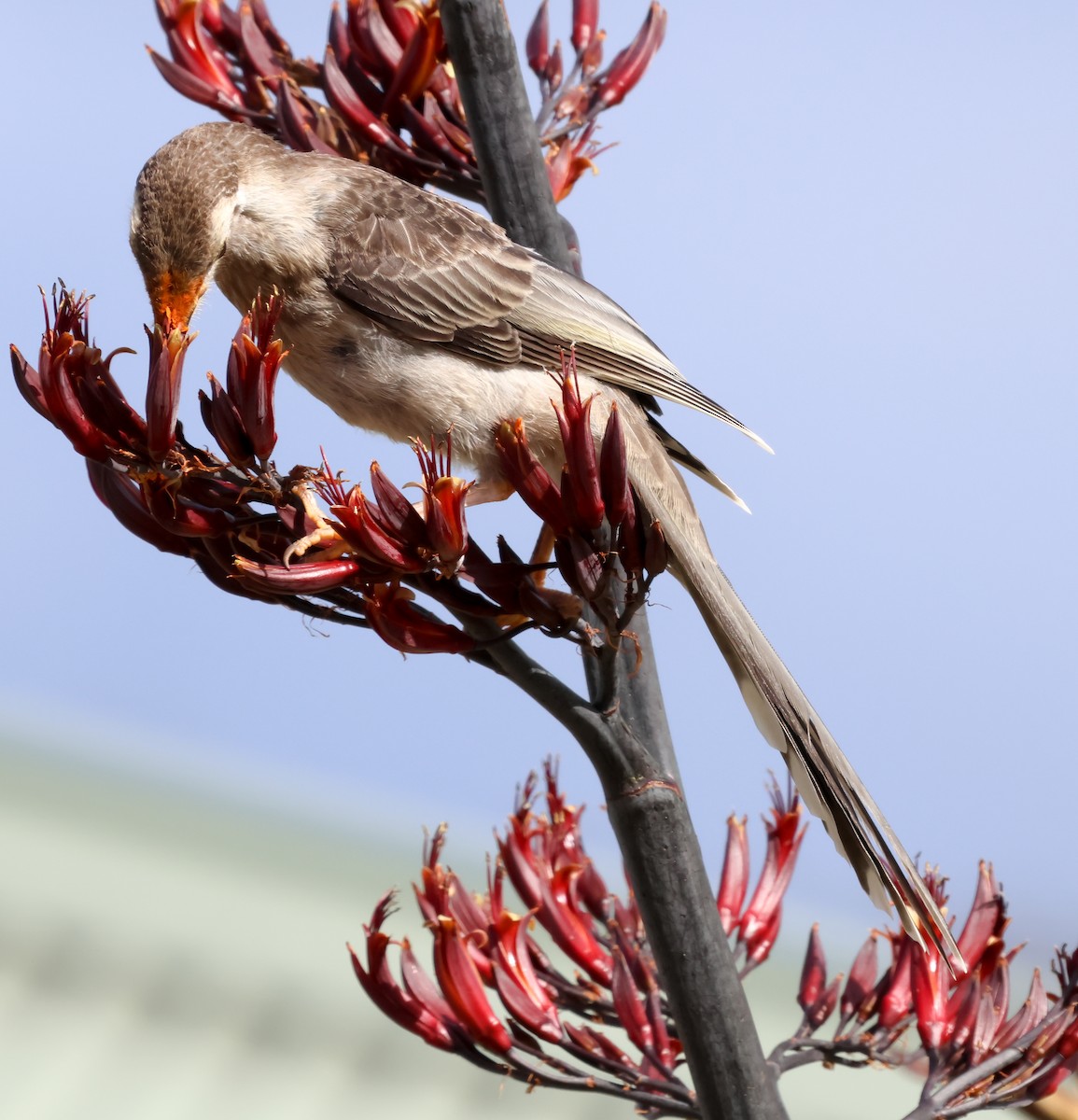 Yellow Wattlebird - ML612656689