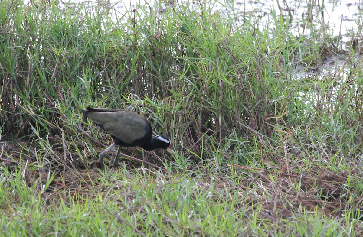 Bronze-winged Jacana - ML612656694