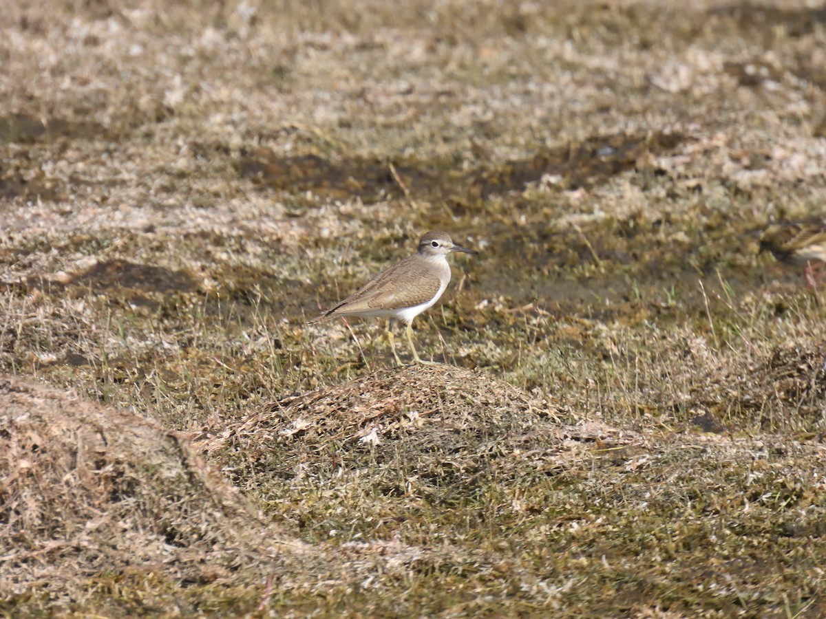 Хайргын хөгчүү - ML612656697