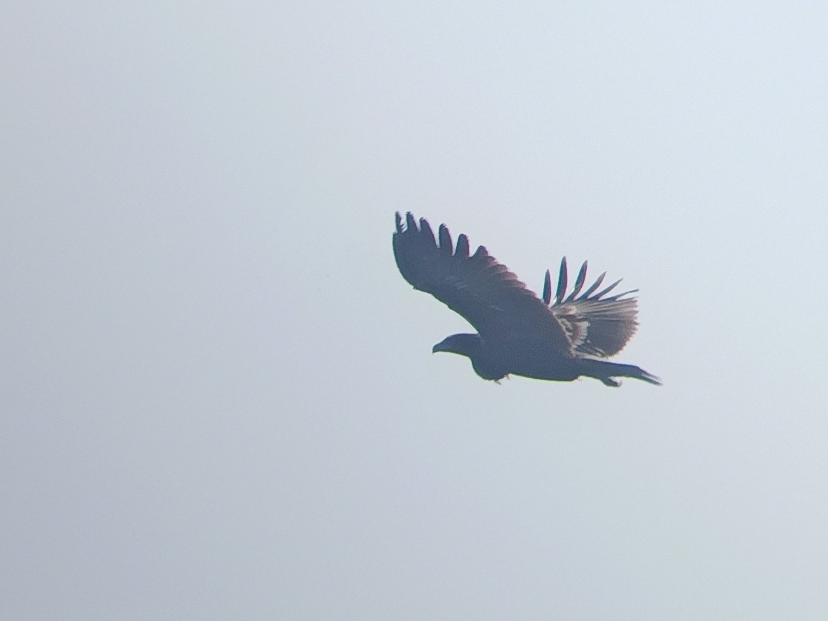 Greater Spotted Eagle - VIJAY WAYAL.