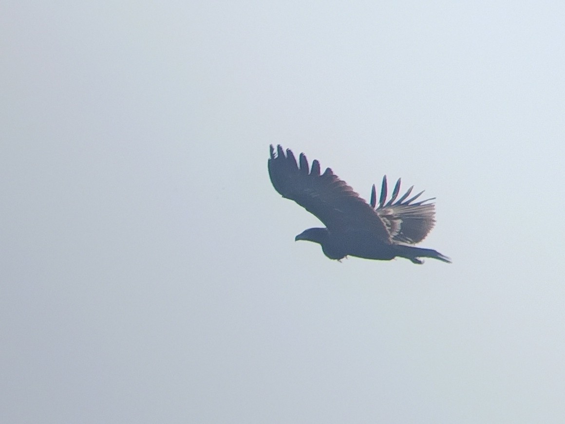 Greater Spotted Eagle - ML612656739