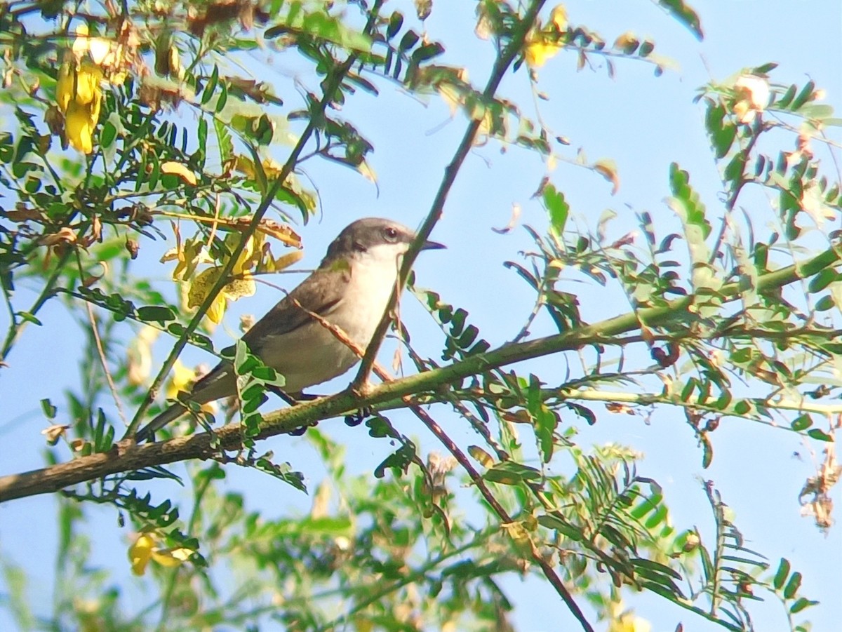 Lesser Whitethroat - VIJAY WAYAL.