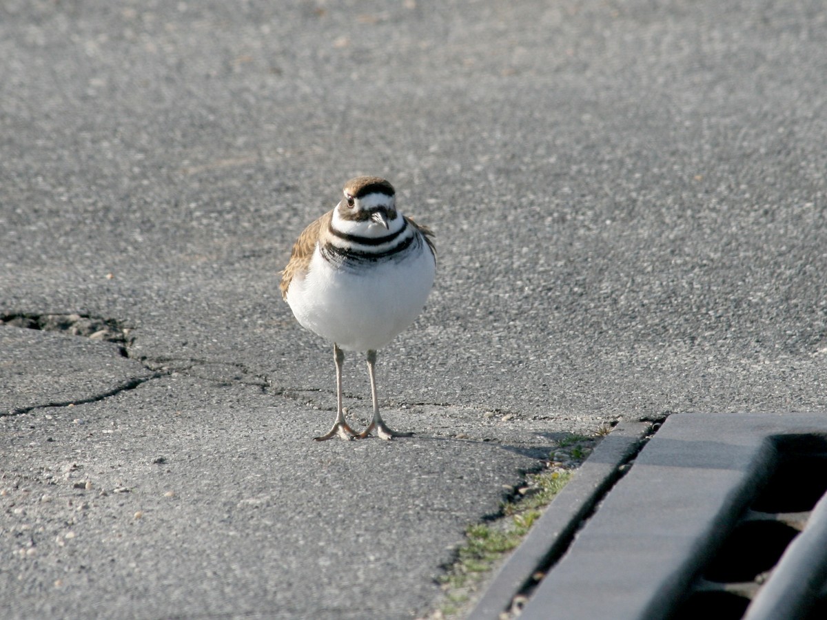 Killdeer - ML612656889