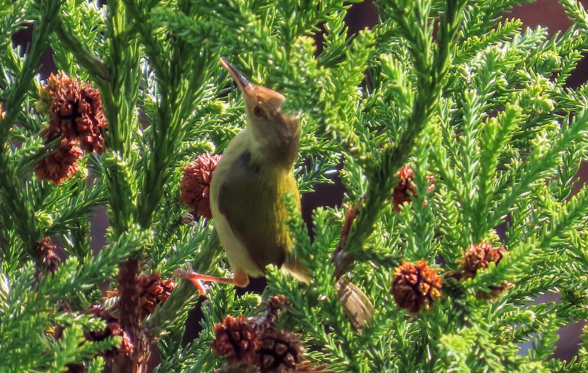 Common Tailorbird - ML612656923