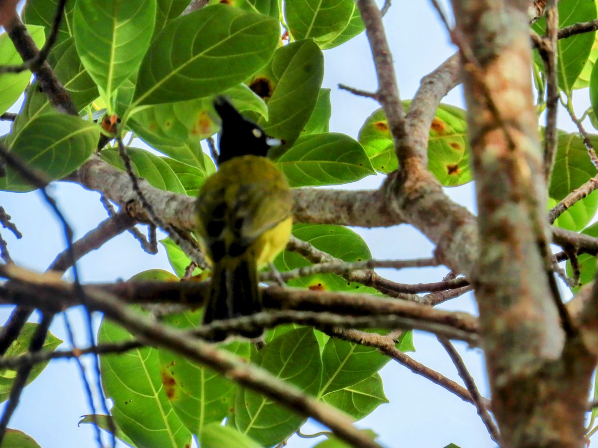 Black-crested Bulbul - ML612656931