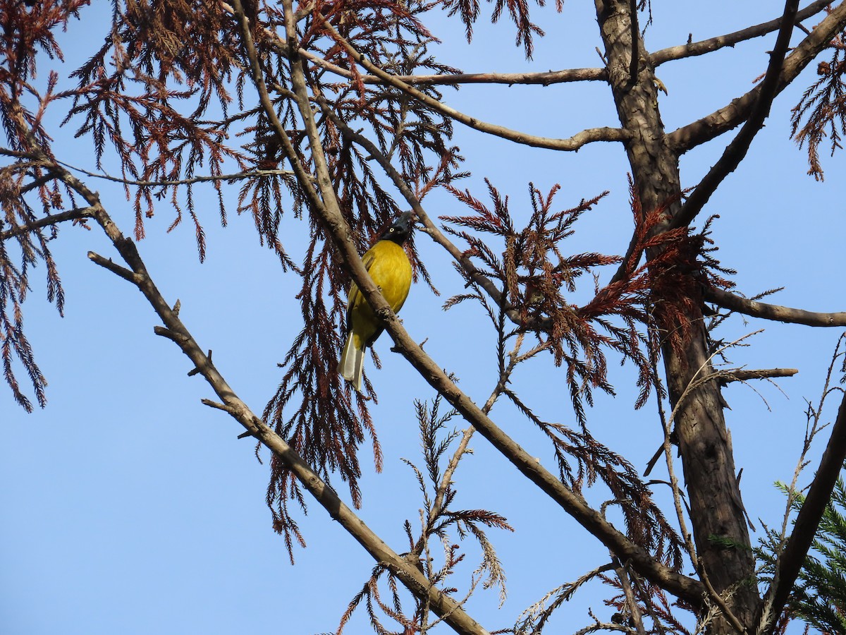 Black-crested Bulbul - ML612656932