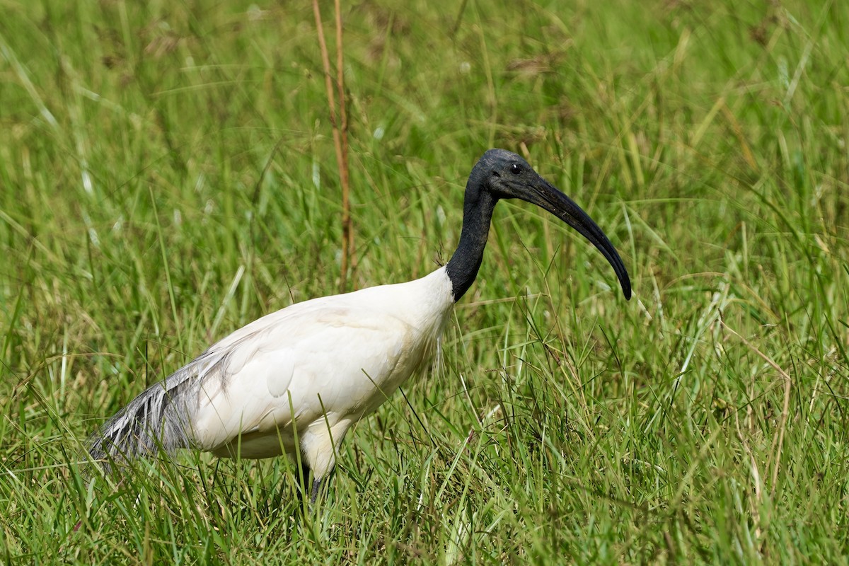 ibis černohlavý - ML612656940