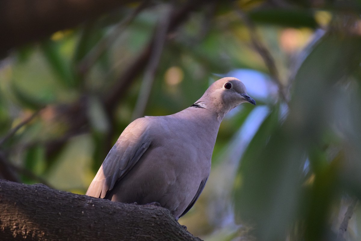 Eurasian Collared-Dove - Vipin Rao
