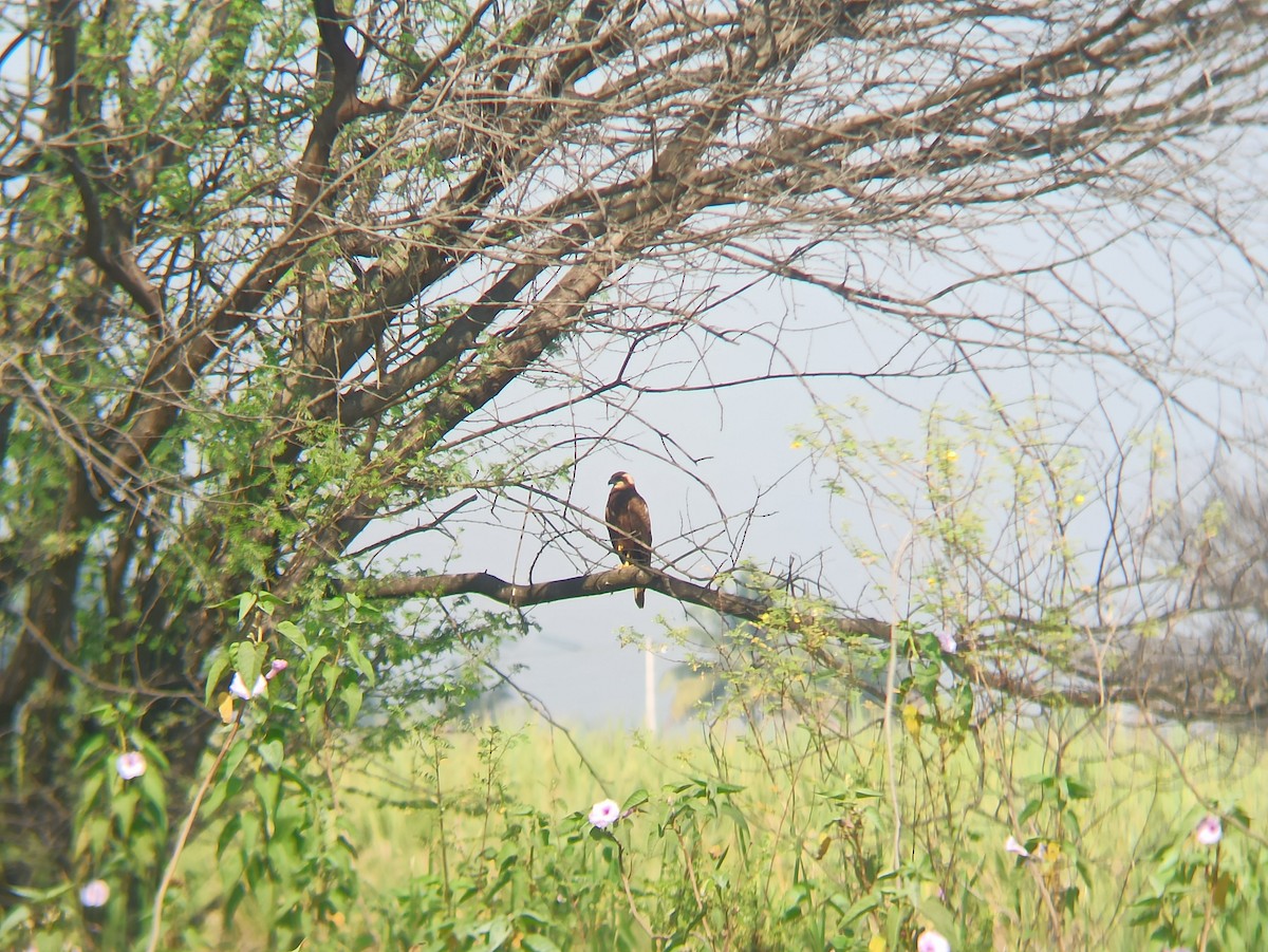 Western Marsh Harrier - VIJAY WAYAL.