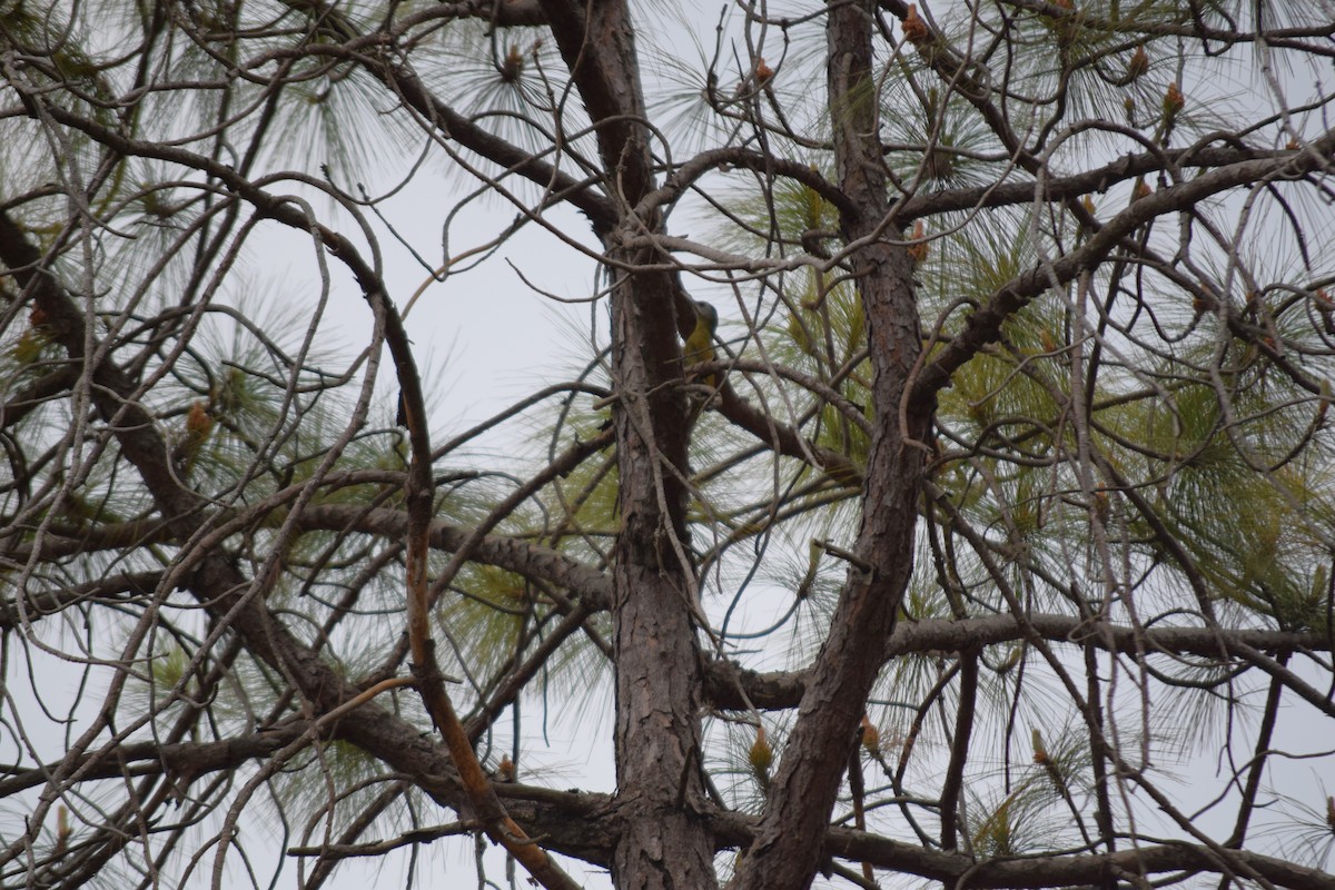 Gray-headed Woodpecker - ML612657057