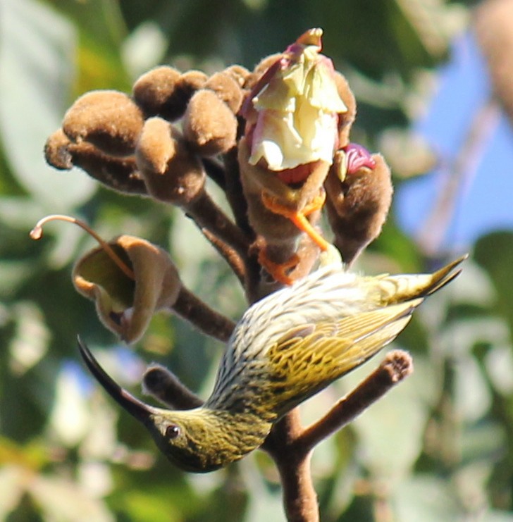 Streaked Spiderhunter - ML612657142