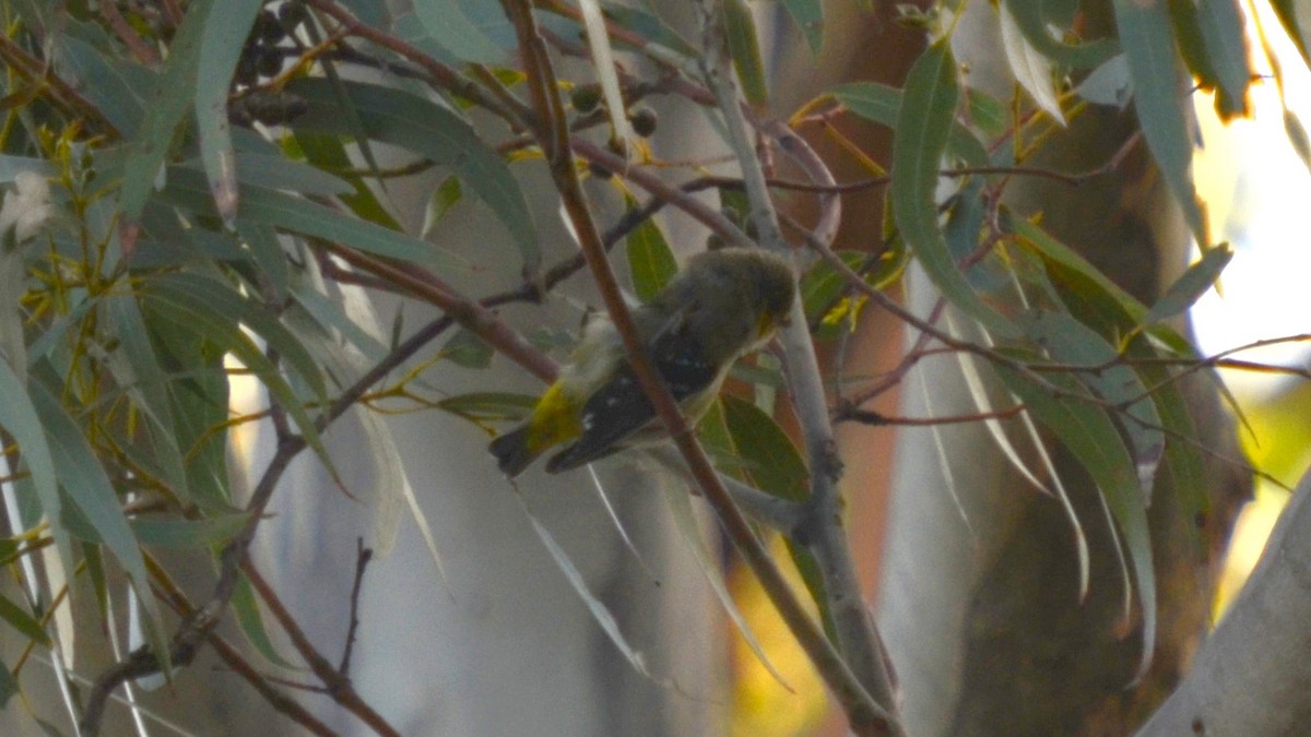 Forty-spotted Pardalote - ML612657243