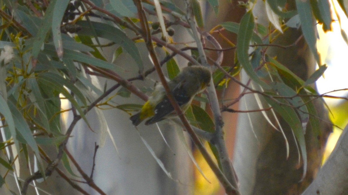 Pardalote de Tasmanie - ML612657243