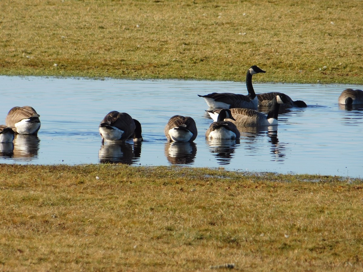 Canada Goose - ML612657260