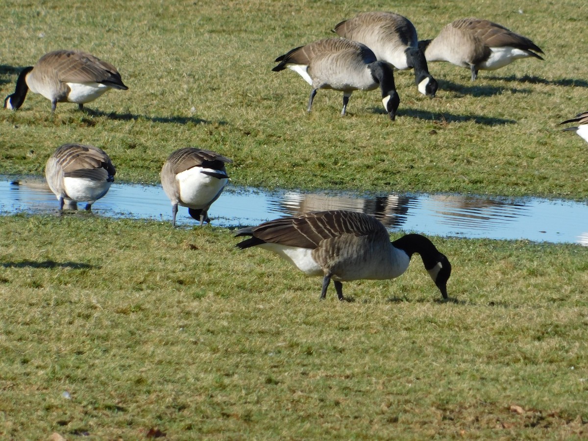 Canada Goose - ML612657261