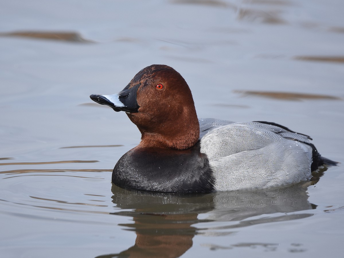 Common Pochard - ML612657345