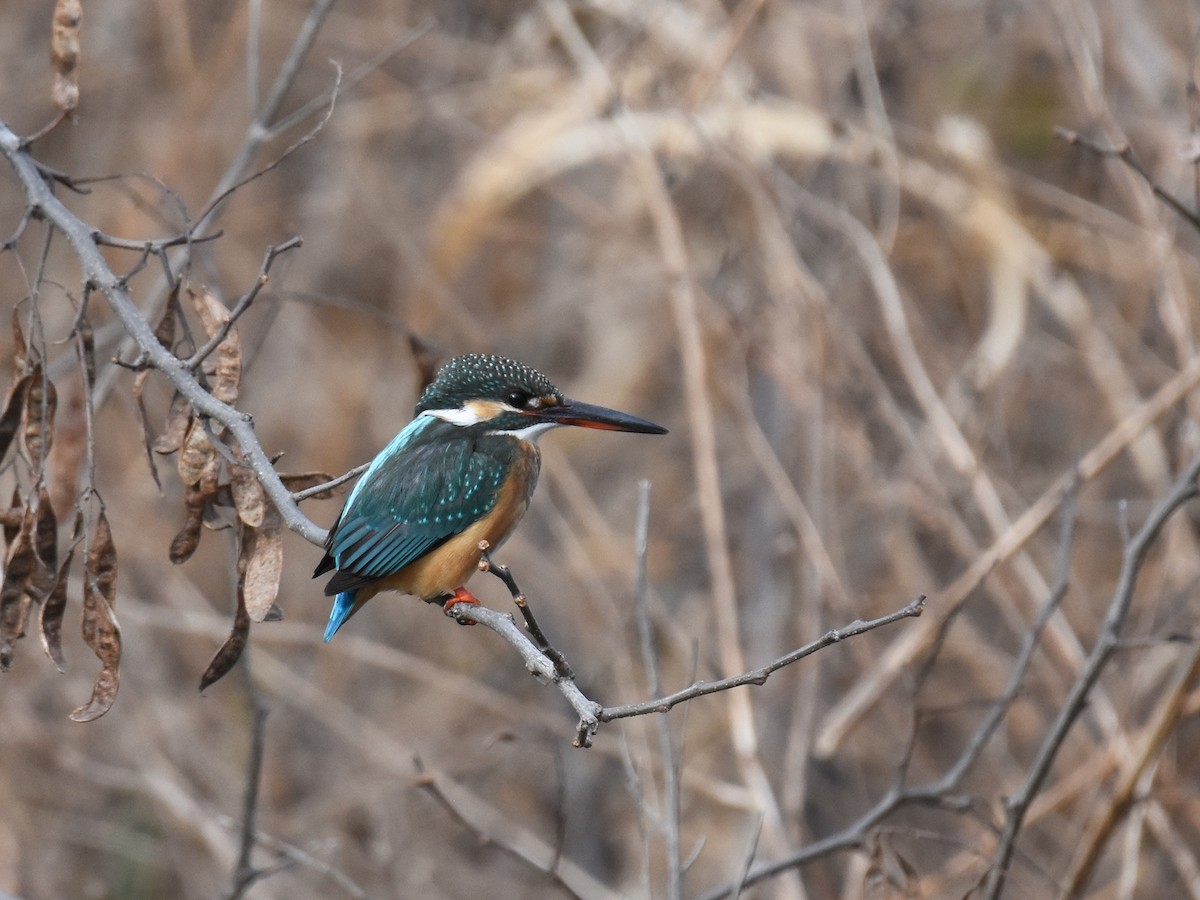 Common Kingfisher - Yojiro Nagai