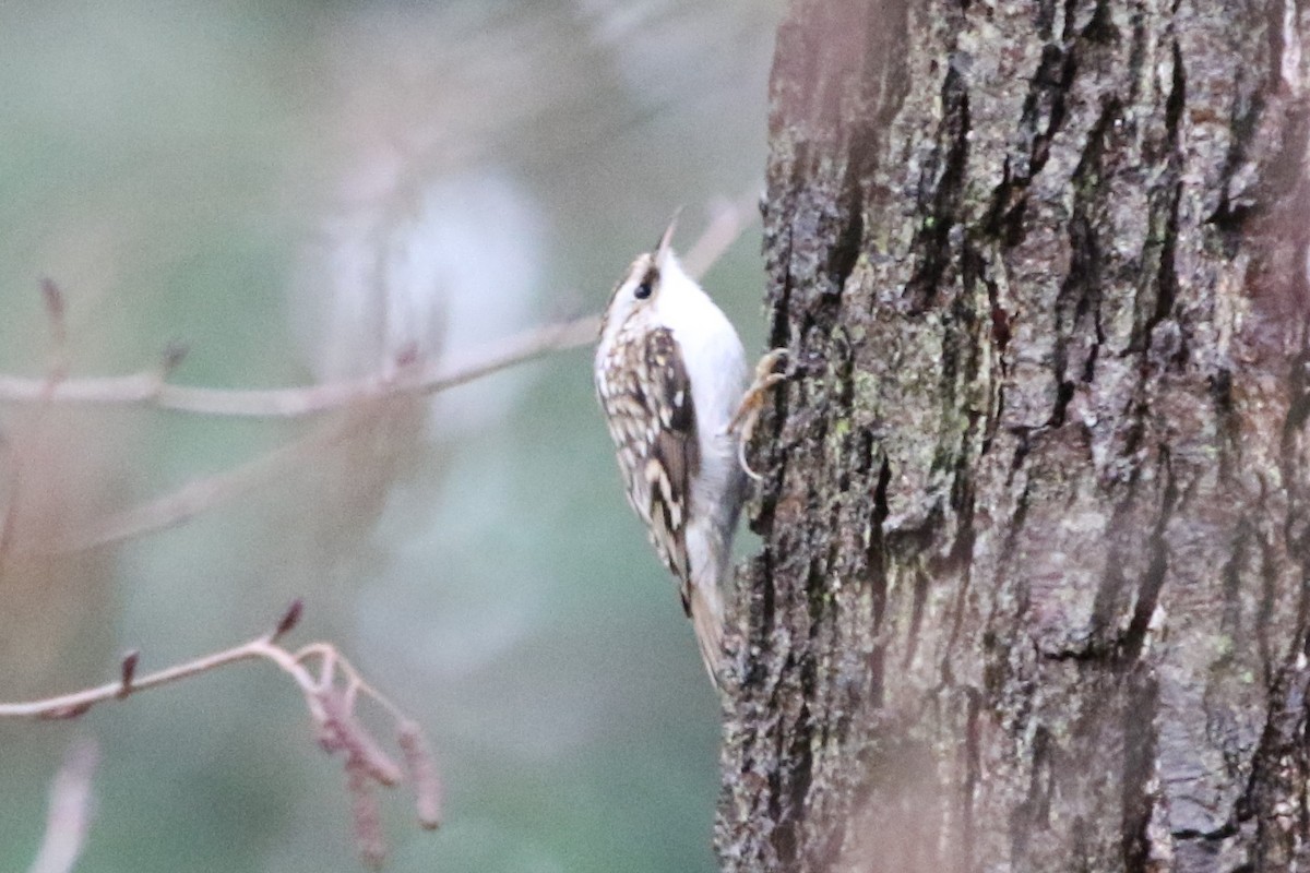 Eurasian Treecreeper - ML612657358