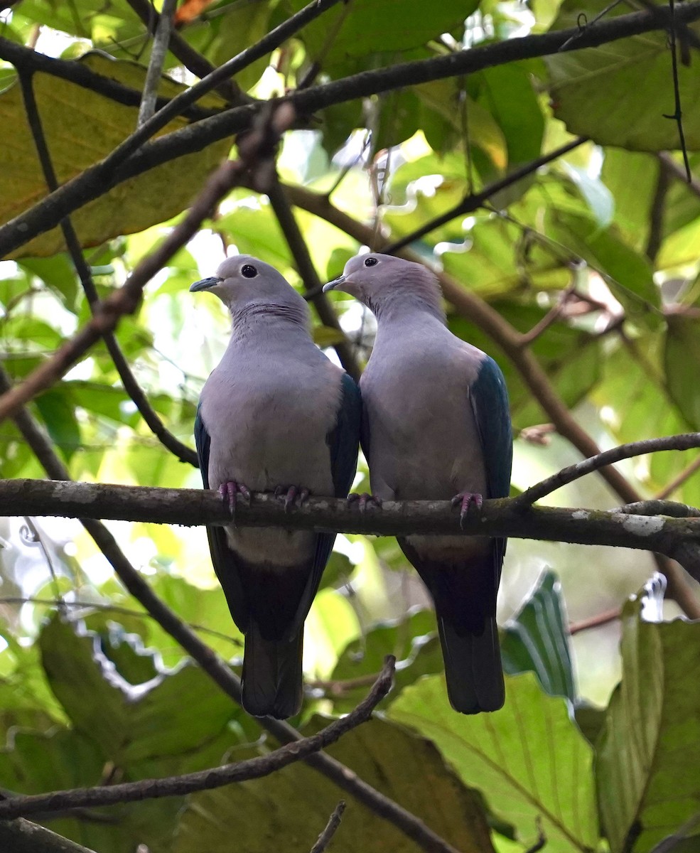 Green Imperial-Pigeon - ML612657365