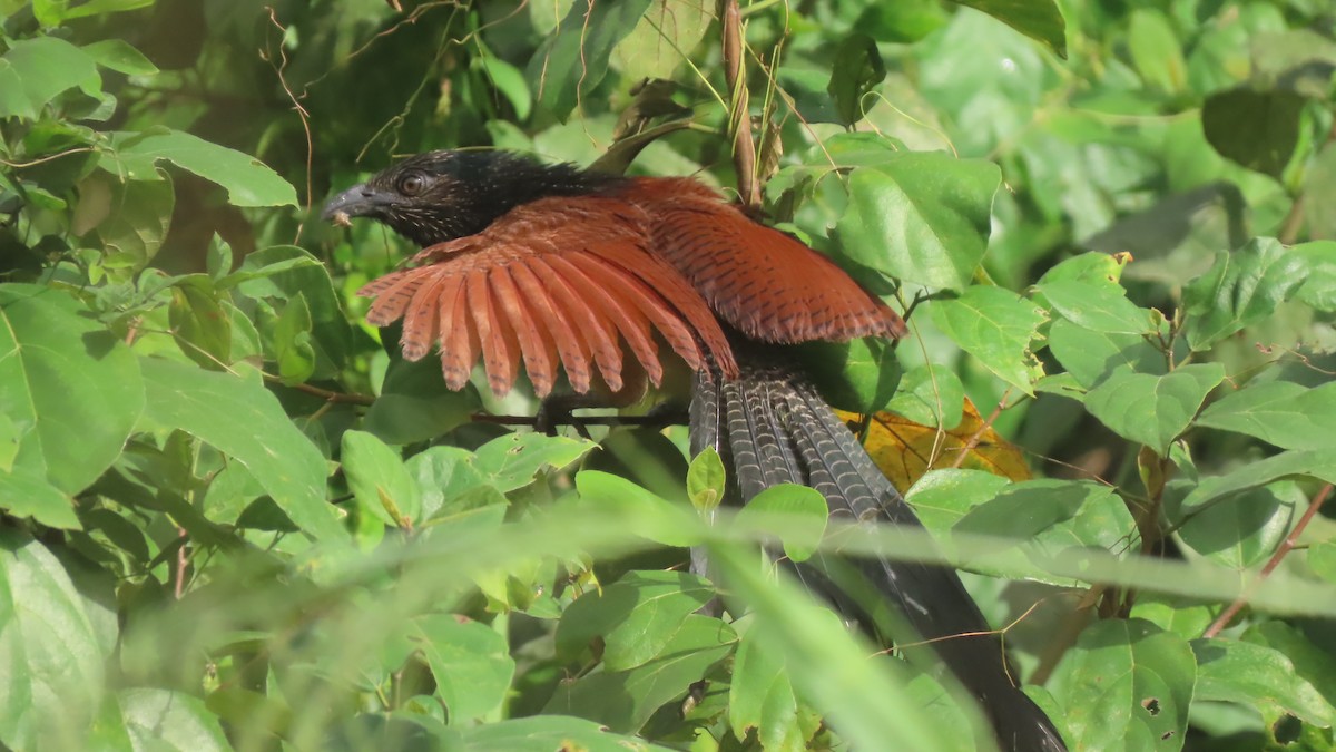 Black-throated Coucal - David Russell