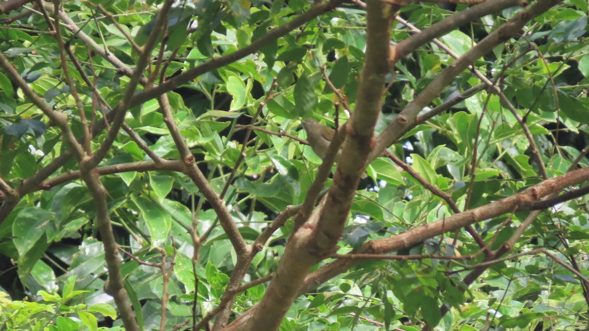 Cassin's Honeyguide - ML612657394