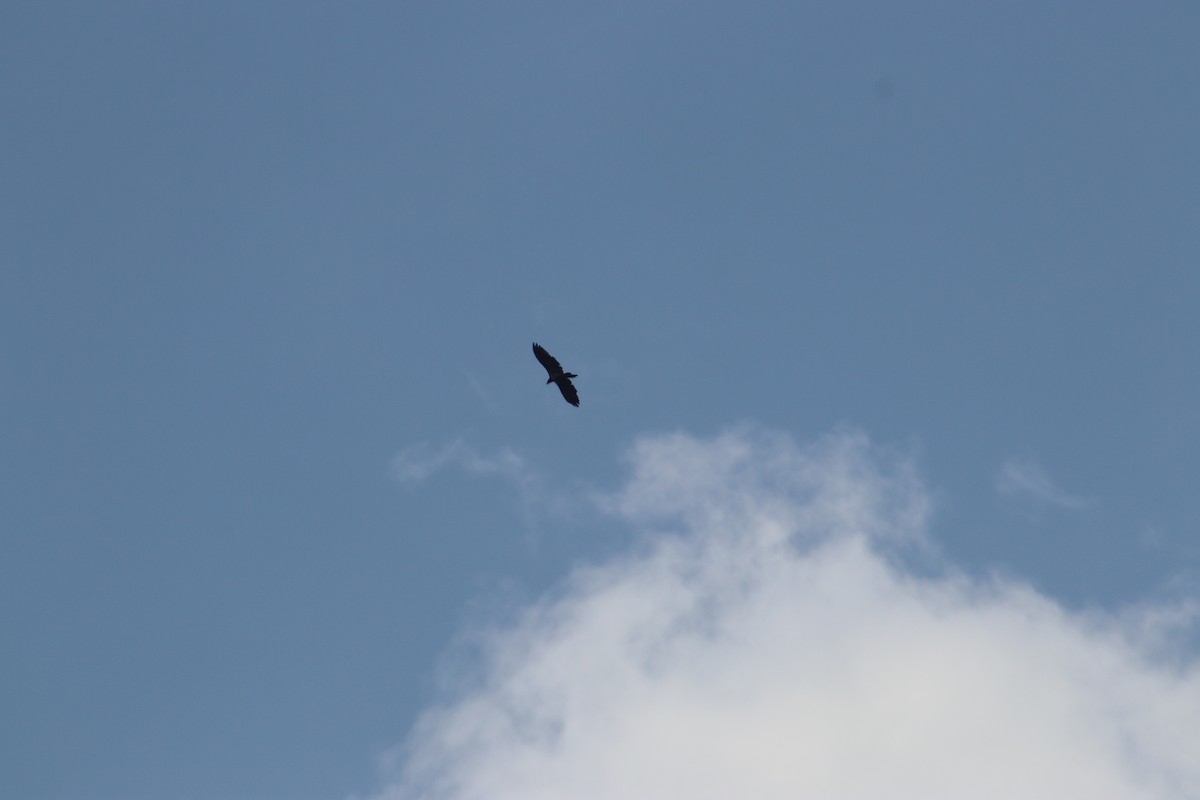 Bearded Vulture - ML612657420