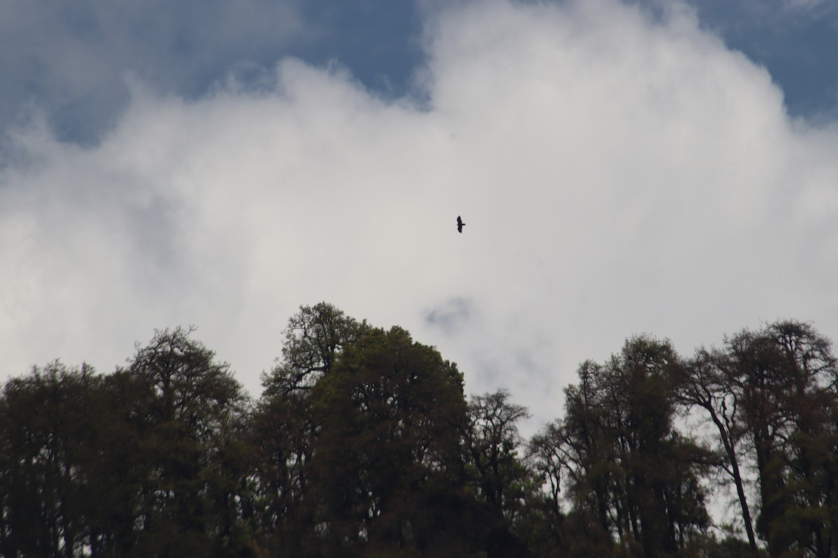 Bearded Vulture - ML612657421