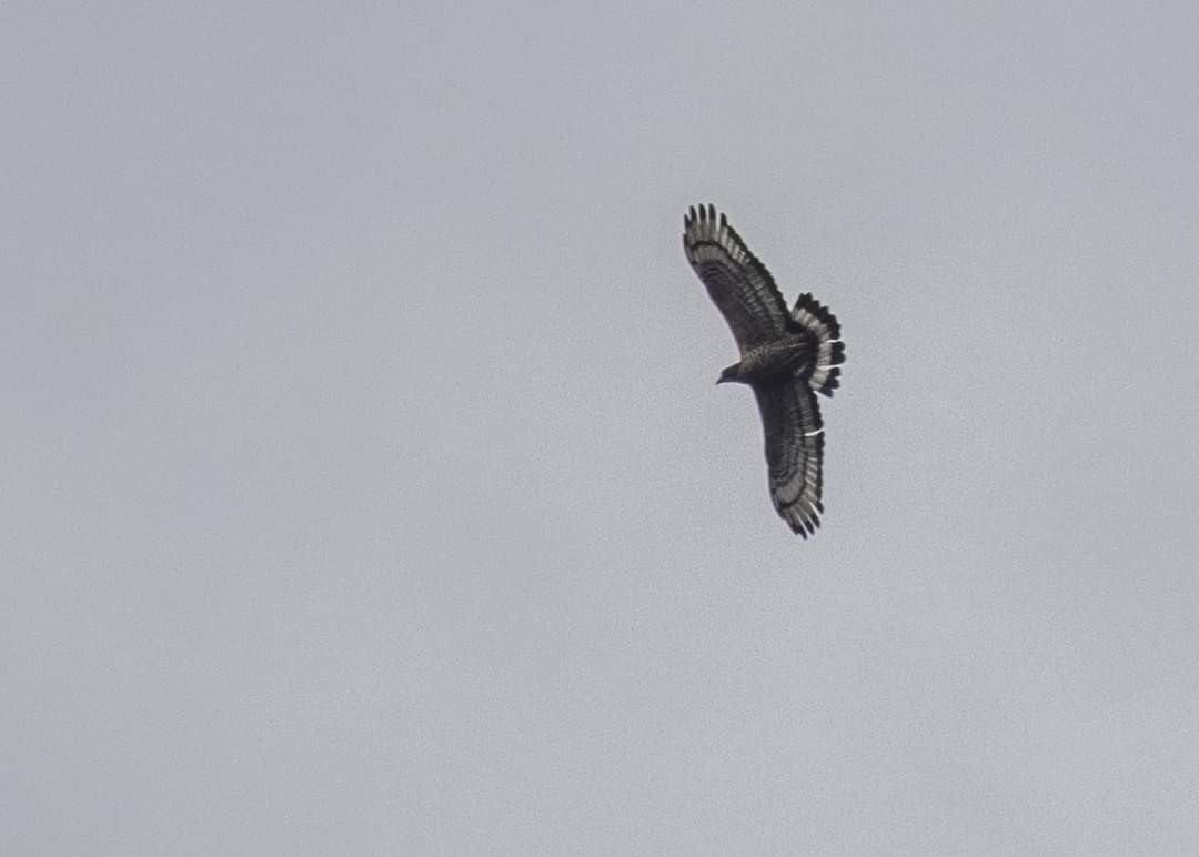 Oriental Honey-buzzard - ML612657488