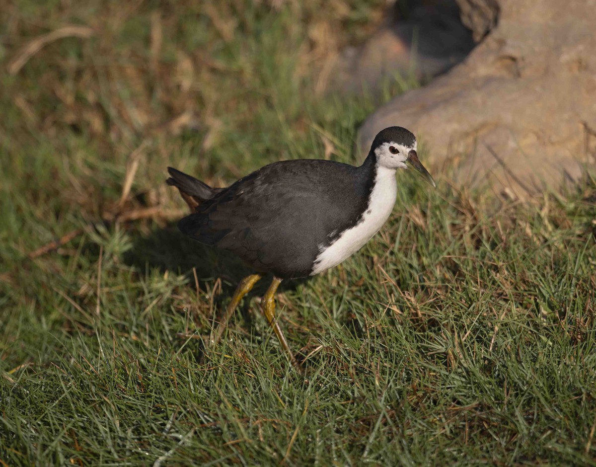 White-breasted Waterhen - ML612657569