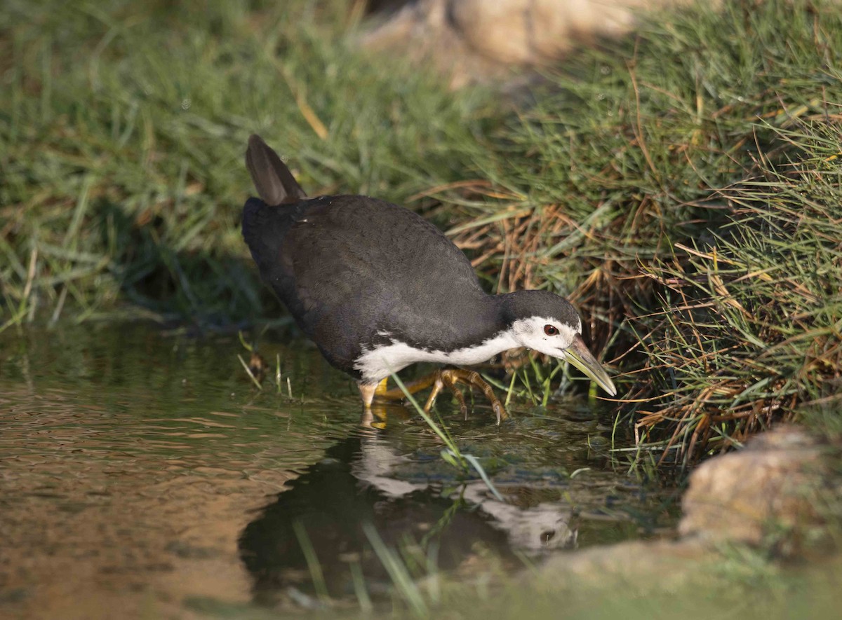 White-breasted Waterhen - ML612657572