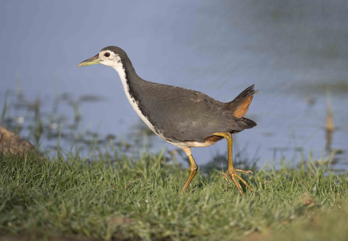 White-breasted Waterhen - ML612657573