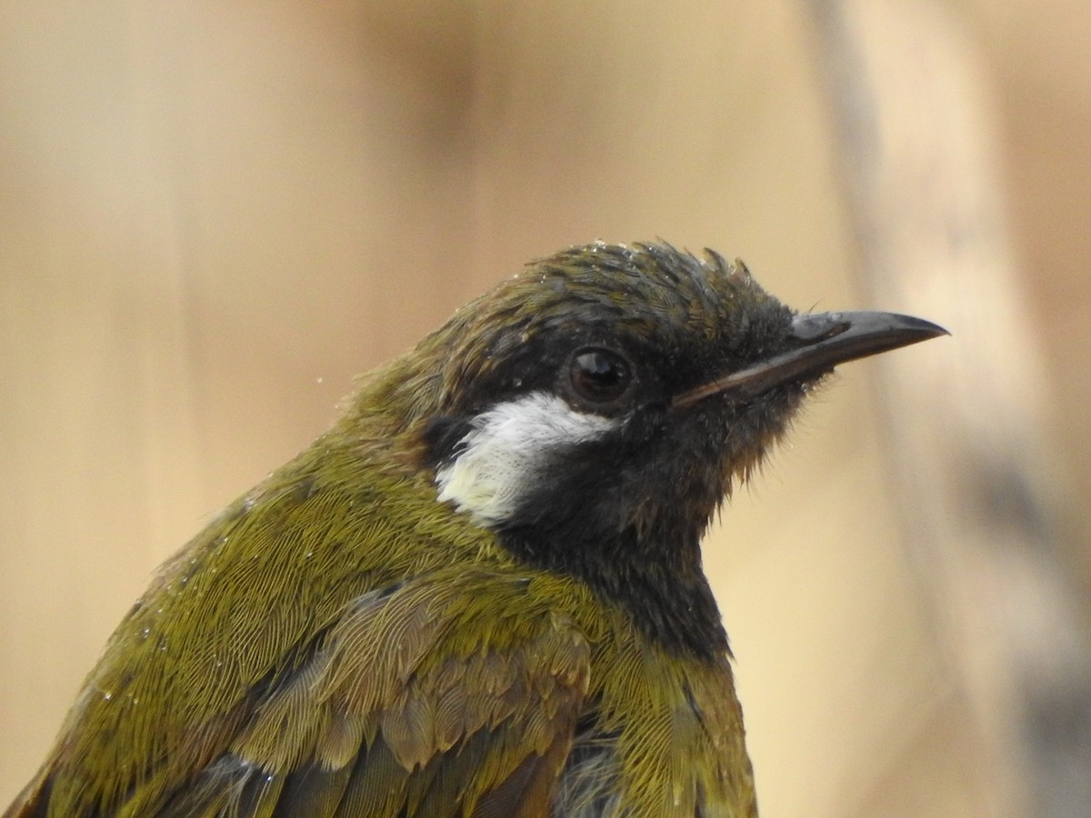 White-eared Honeyeater - ML612657593