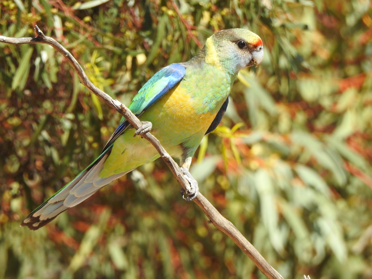 Воротничковый попугай (barnardi) - ML612657608