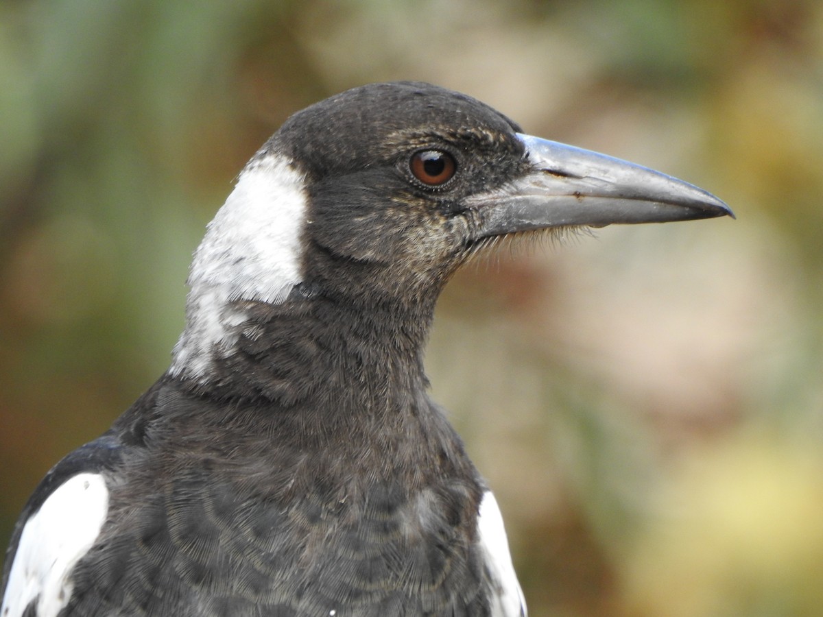 Australian Magpie - ML612657619