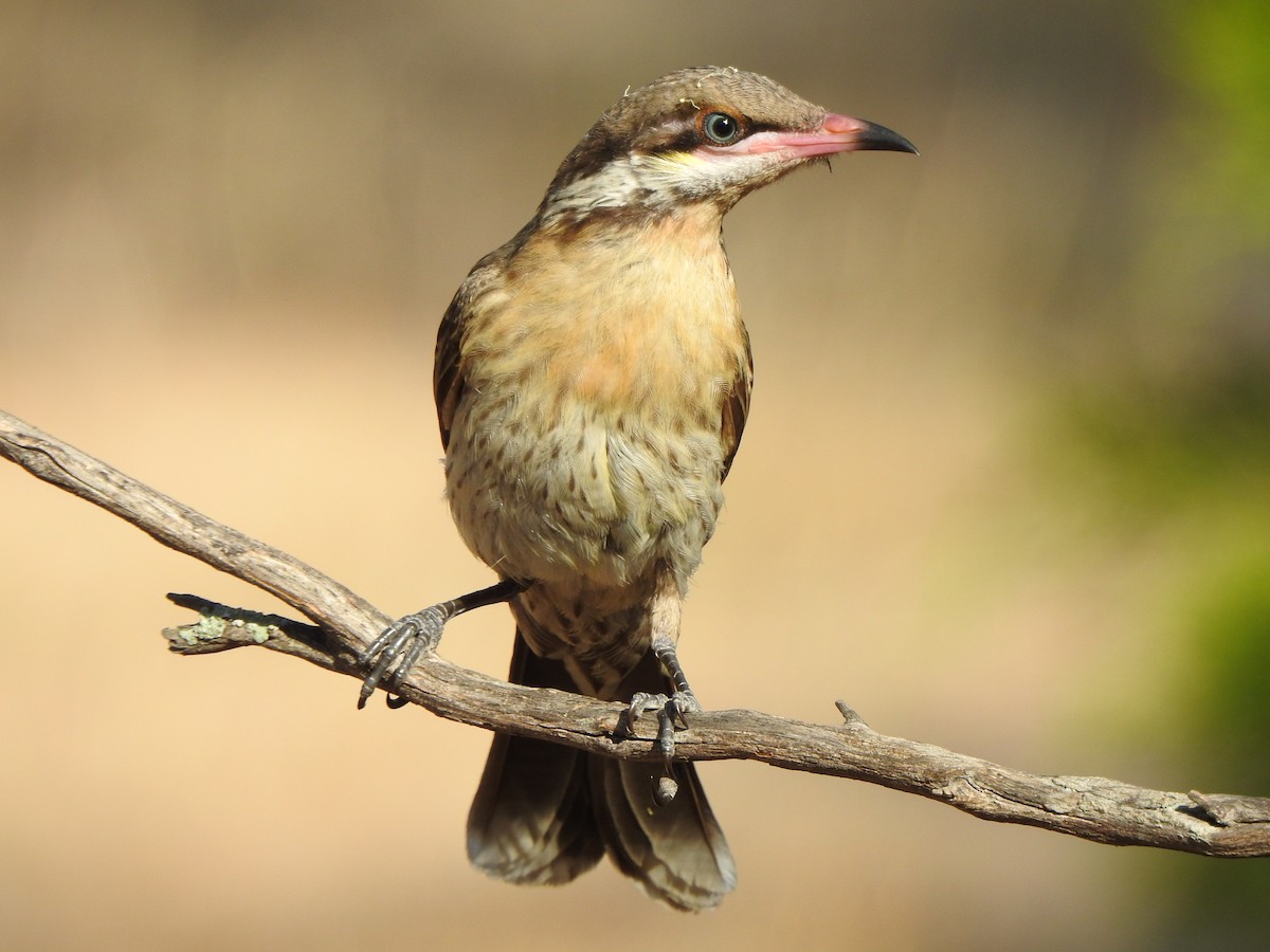 Spiny-cheeked Honeyeater - Kerry Vickers