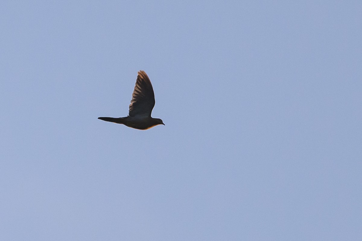 Mourning Dove - ML612657722