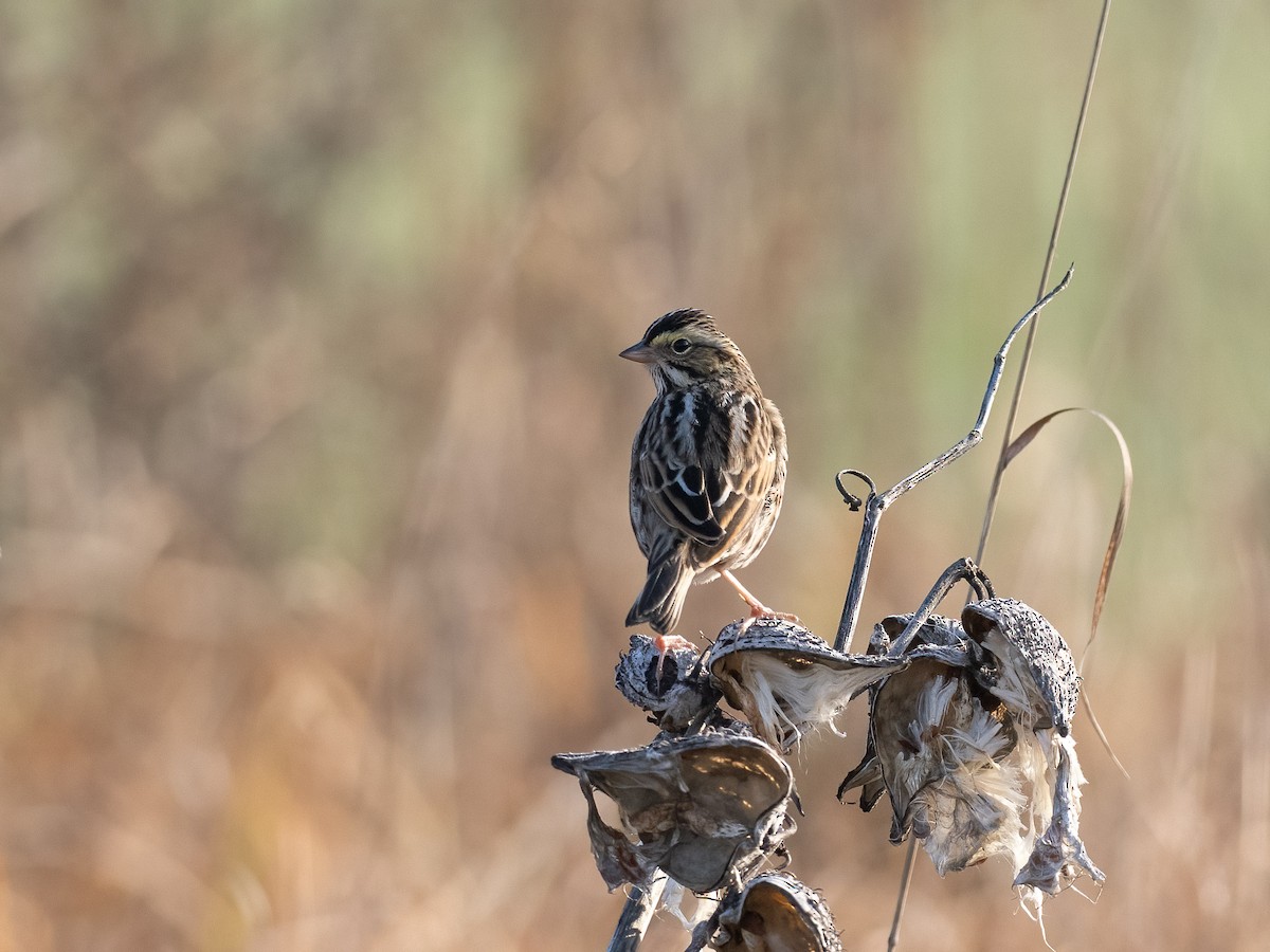 Savannah Sparrow - ML612657900