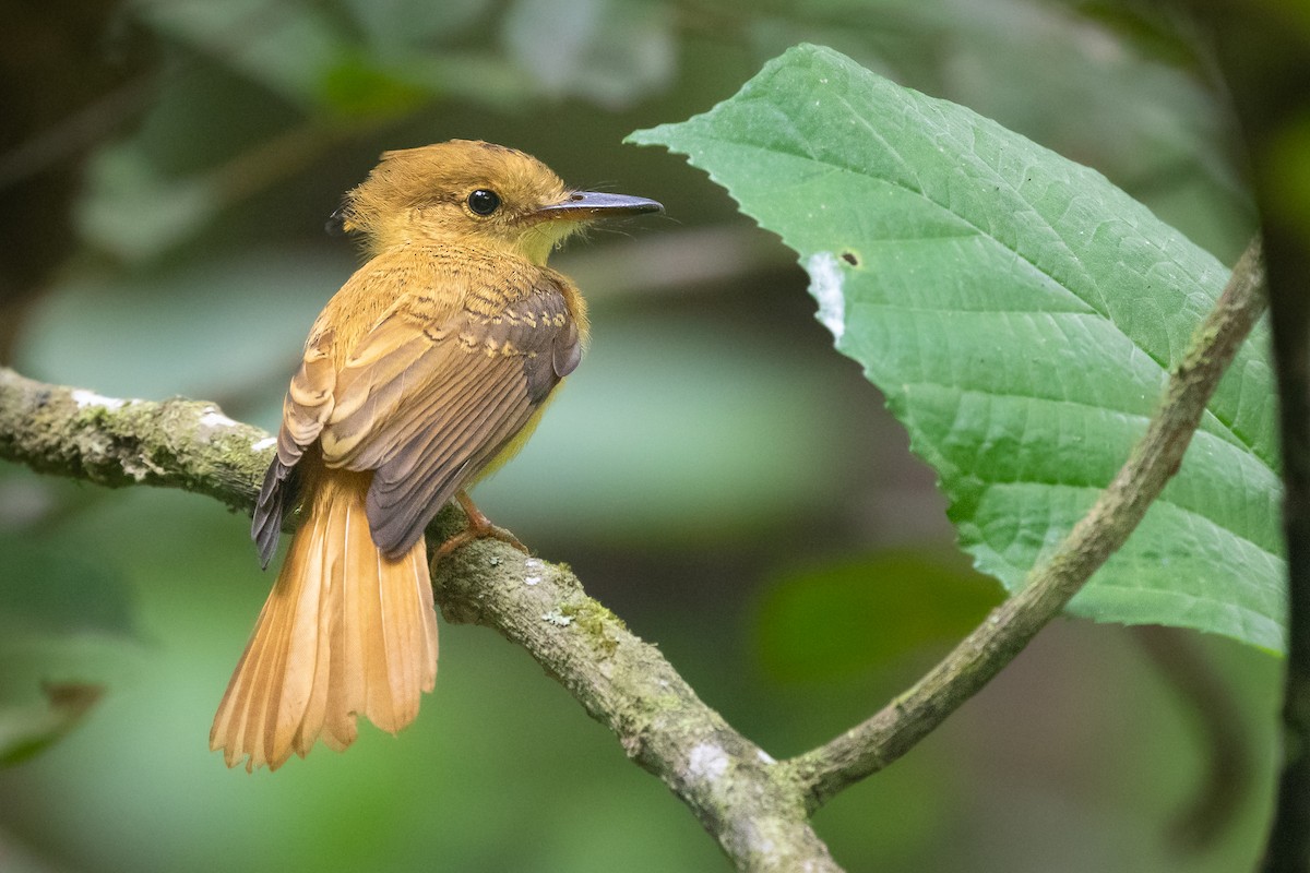 Tropical Royal Flycatcher (Pacific) - ML612657905