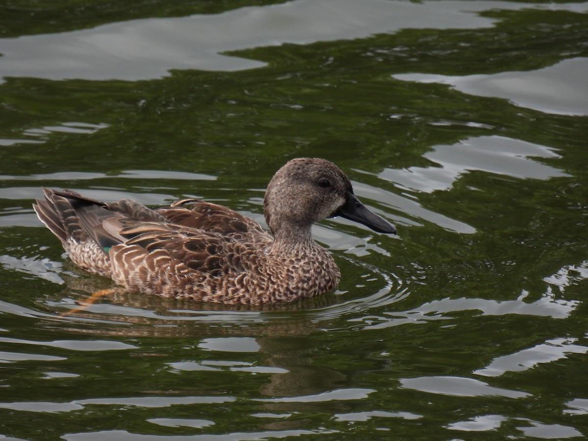Blue-winged Teal - ML612657951