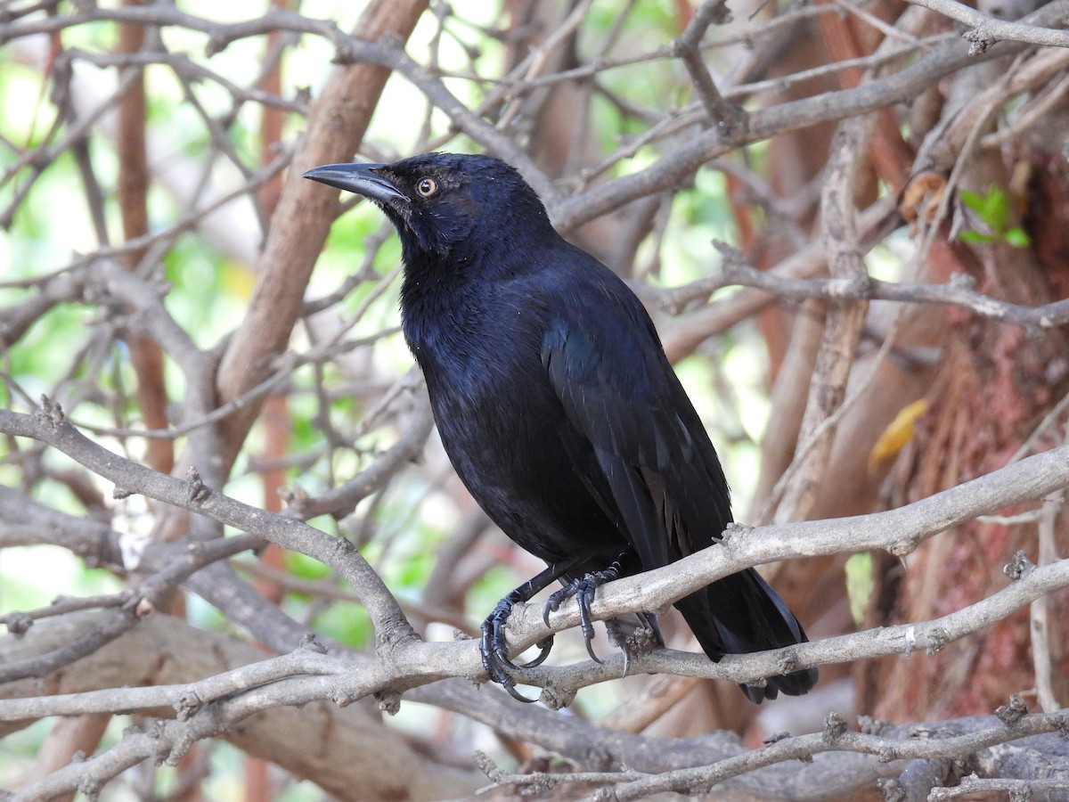 Carib Grackle - ML612657977