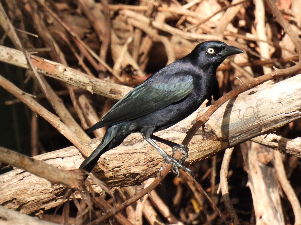 Carib Grackle - ML612657983