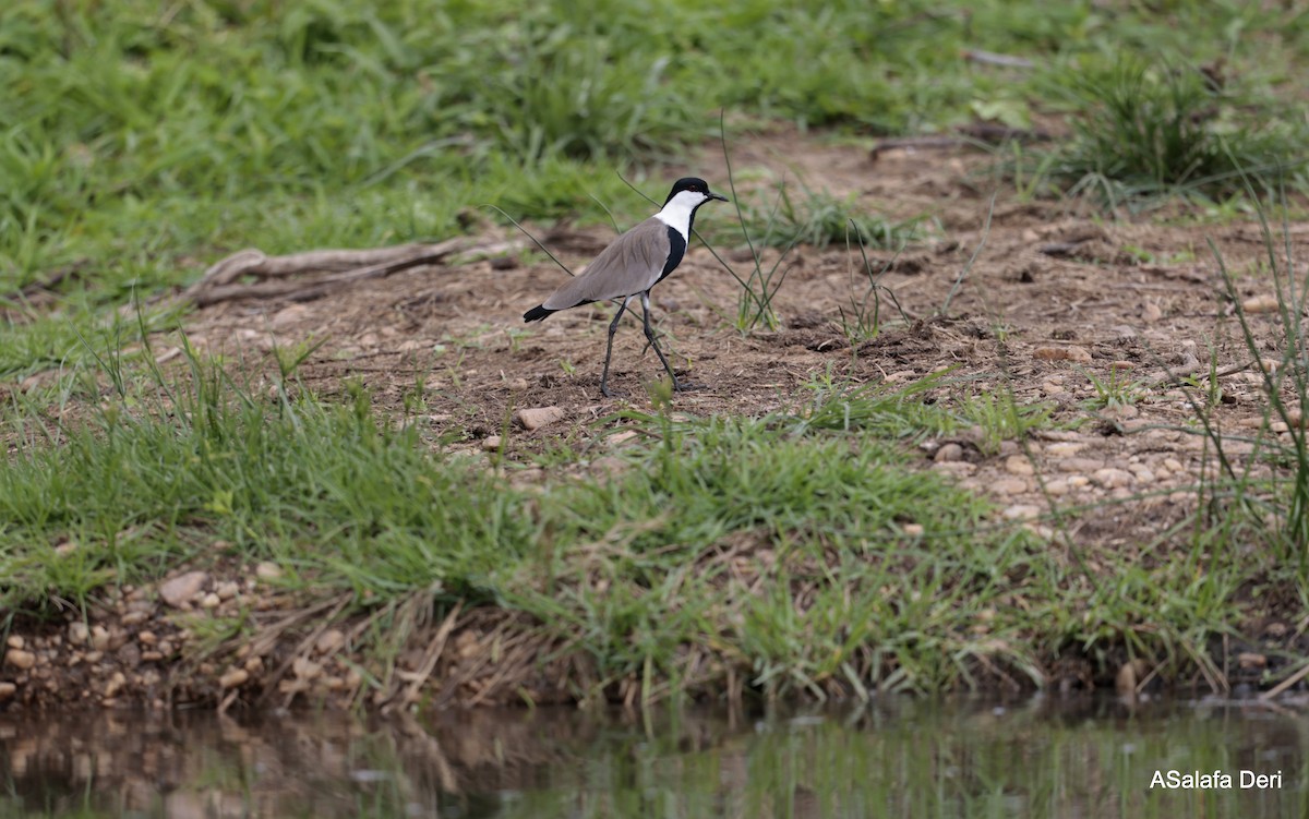 Spur-winged Lapwing - ML612658056