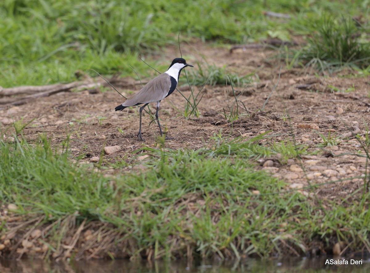 Spur-winged Lapwing - ML612658057