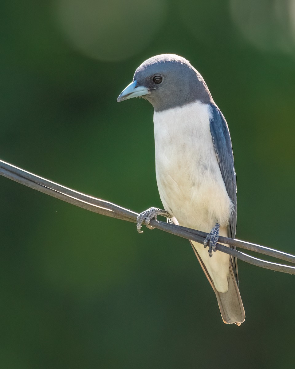 White-breasted Woodswallow - ML612658060