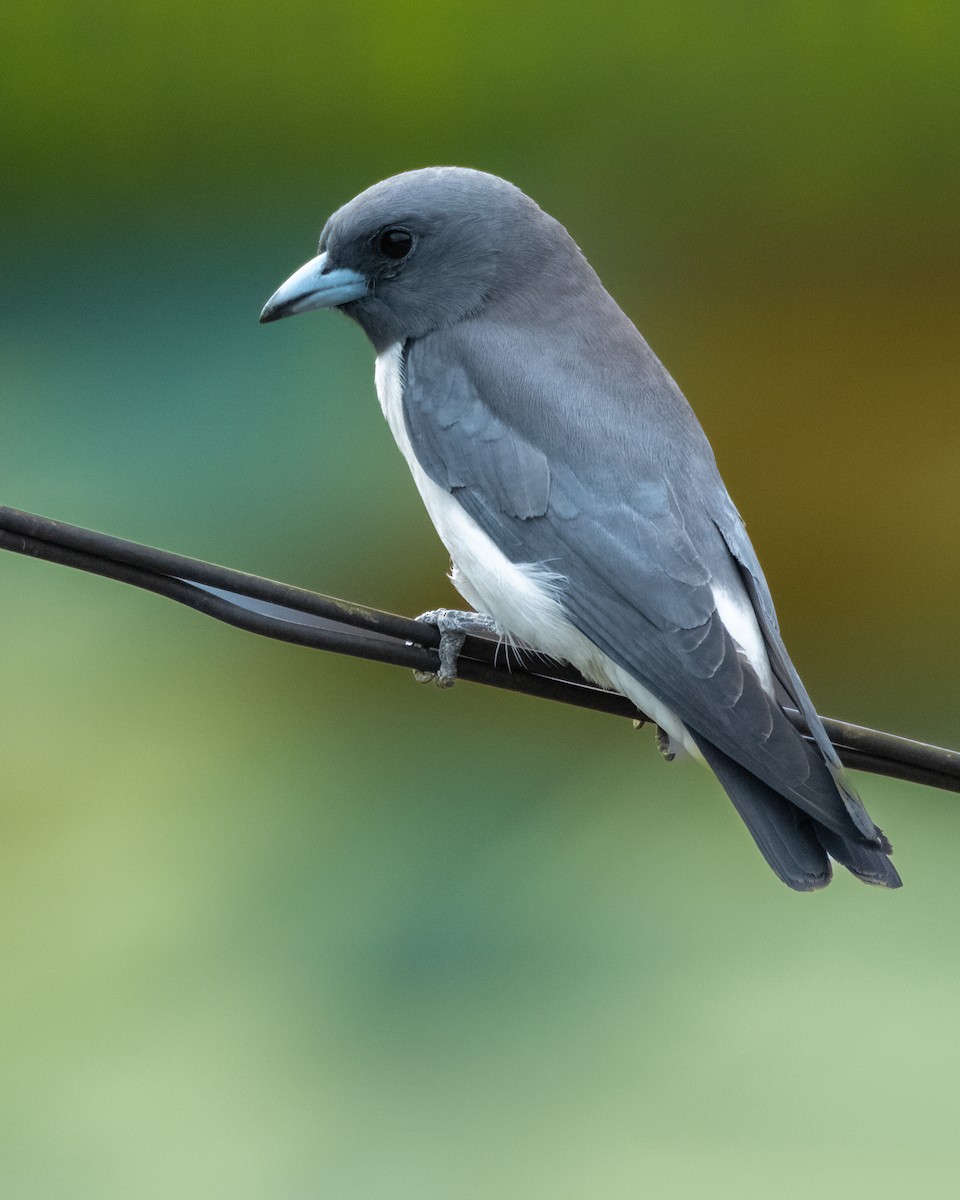 White-breasted Woodswallow - ML612658061