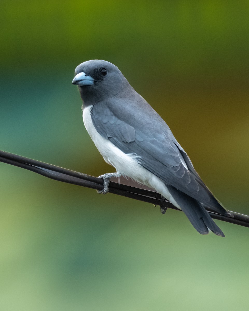 White-breasted Woodswallow - ML612658063