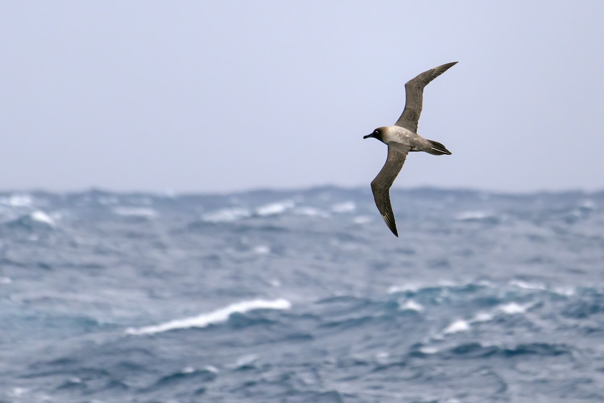 albatros světlehřbetý - ML612658335