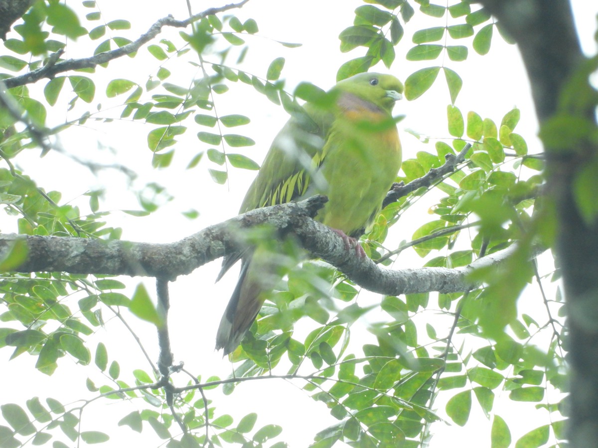 Orange-breasted Green-Pigeon - ML612658343