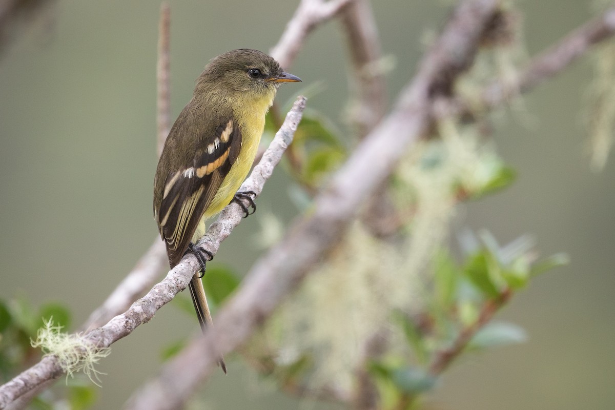 Orange-banded Flycatcher - ML612658350